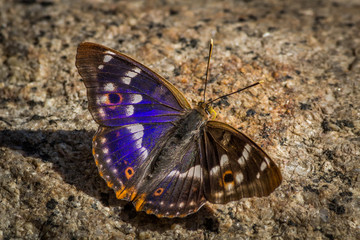 Borboleta