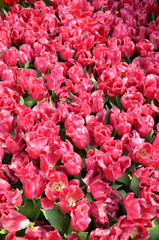Fototapeta premium Beautiful of tulips