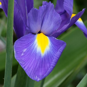 Iris - Closeup