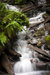 Rainforest Creek. Located at Bridal Veil Falls Provincial Park located on the Trans-Canada Highway just east of Rosedale, British Columbia, Canada.