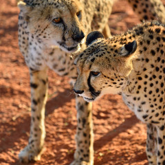 Africa. Namibia. Cheetahs