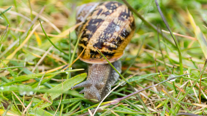 Somerset Snail In The Grass A