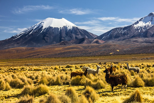 Bolivia - Parinacota