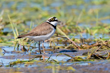 Flussregenpfeifer (Charadrius dubius) Weibchen in freier Natur