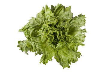 Fototapeta premium fresh lettuce