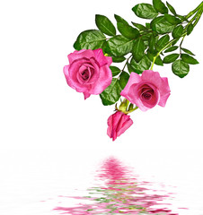 Obraz na płótnie Canvas The buds of flowers roses.
