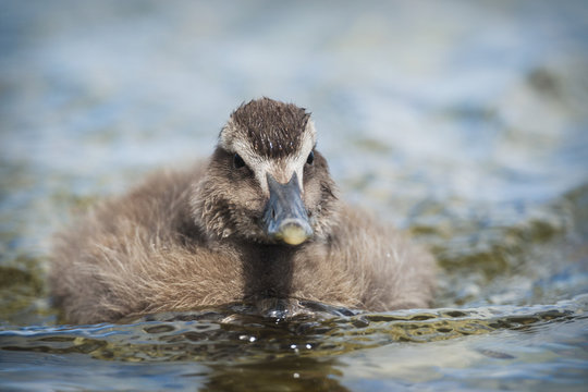 Front view of Eider Duckling (somateria mollissima) on water