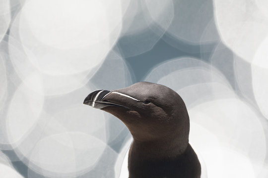 Razorbill (alca torda) looking away
