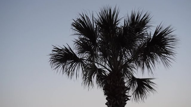 Palm Tree at Dusk against clear Evening Sky