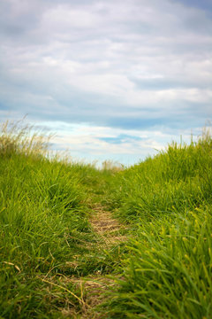 Summer background with green grass and a path close up © JulietPhotography
