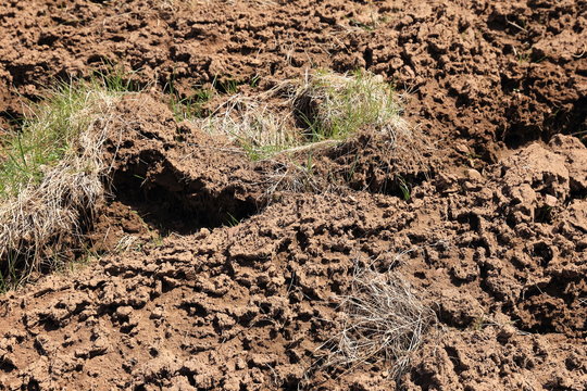 Plowed field.
Close up of cultivated soil in early spring.