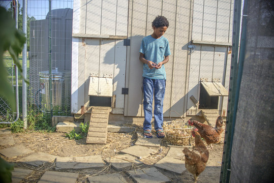 Boy in hen house with basket of eggs