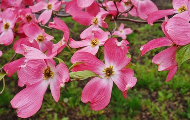 Obraz na płótnie Canvas Pink dogwood (cornus) flower in the spring
