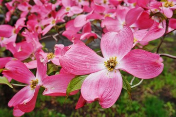 Naklejka na ściany i meble Pink dogwood (cornus) flower in the spring