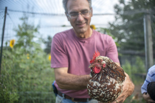 Mature farmer holding hen on farm