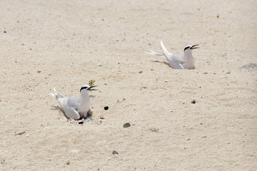 Two tern sitting on their eggs/brooding in the sand