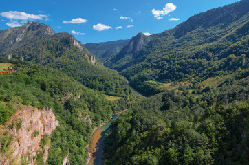 Fototapeta na wymiar Mountain river Tara and forest in Montenegro
