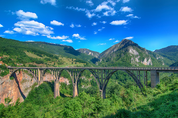 Mountain river Tara and forest in Montenegro