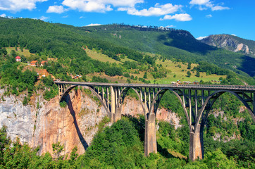 Mountain river Tara and forest in Montenegro