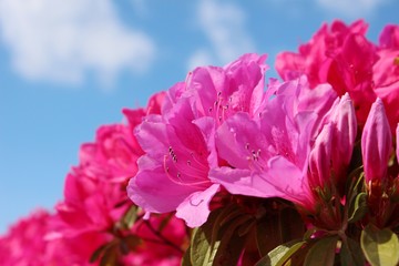 つつじ青空