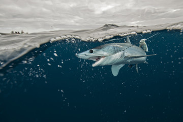 Underwater view of young mako shark struggling with fishing line, Pacific side, Baja California, Mexico