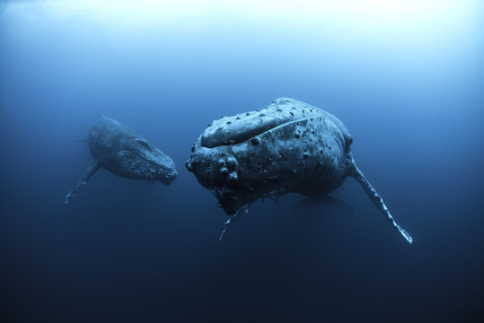 Mature female and young male escort Humpback Whales (megaptera novaeangliae), Roca Partida, Revillagigedo, Mexico