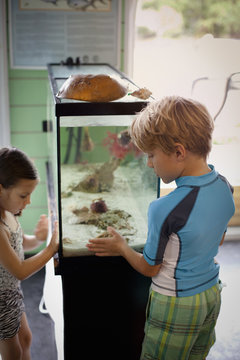 Boy and girl looking at salt water aquarium