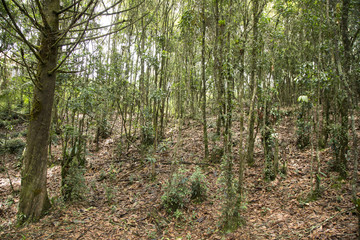 Colombian forest trees