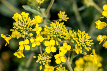 Young colza flowers