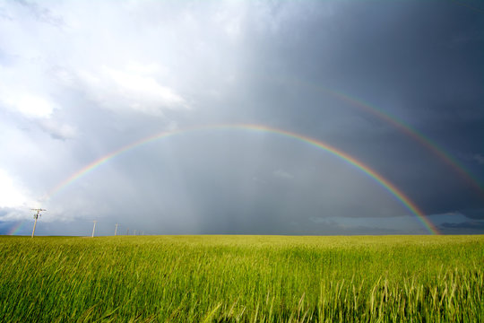 Double rainbow created by storm over wheatfield, Vona, Colorado, USA