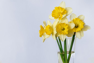 Yellow narcissus in vase on blue background