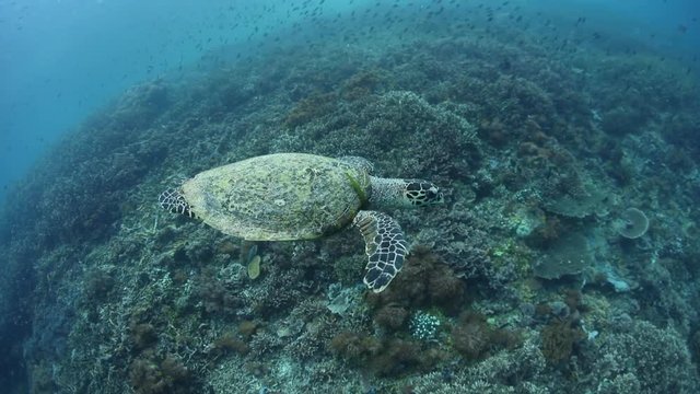 Hawksbill Sea Turtle and Coral Reef