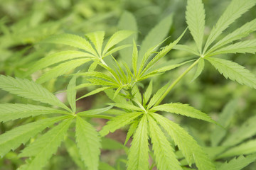 Young cannabis plant marijuana plant detail