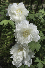 White Paeonia Suffruticosa