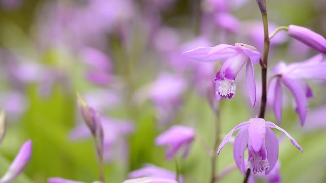 紫蘭の花