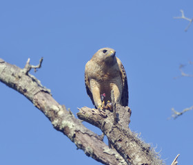  Red  Shouldered Hawk