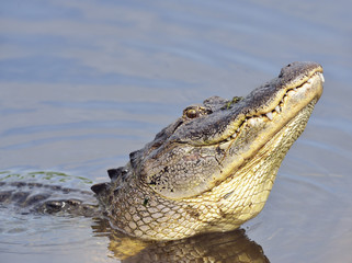 Alligator Growling for a Mate