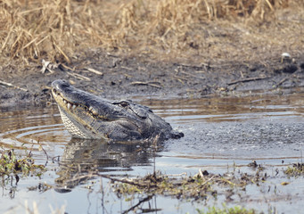 Alligator Growling for a Mate