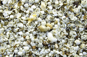 Backgrounds and textures of clam shell on the shore