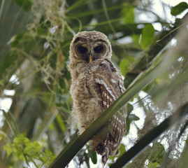  Barred Owlet Perches