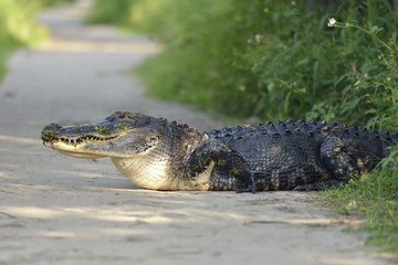 Large Florida Alligator