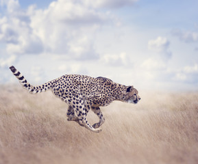 Cheetah (Acinonyx jubatus) Running - obrazy, fototapety, plakaty