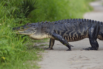 Large Florida Alligator