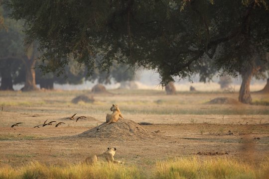 Lionesses (Panthera leo), rear view, Mana Pools National Park, Zimbabwe