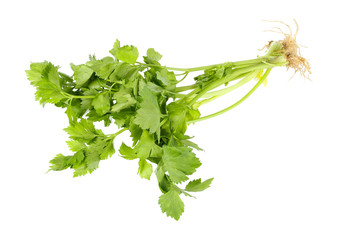 Fototapeta premium celery isolated on white