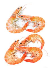 Shrimp on white background.