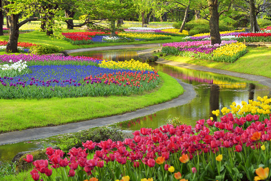 Colorful tulips
