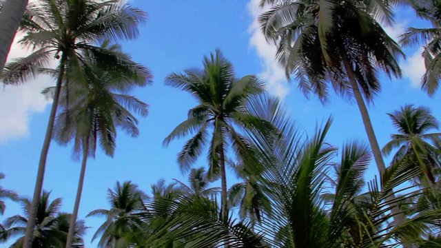 Palm trees on blue sky with tropical sounds. Thailand.