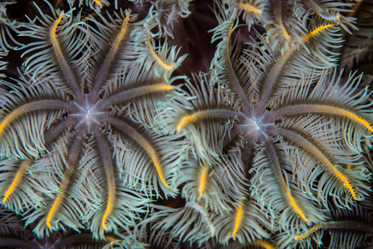 Octocoral Polyps on Pacific Reef
