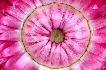 Everlasting or straw flowers